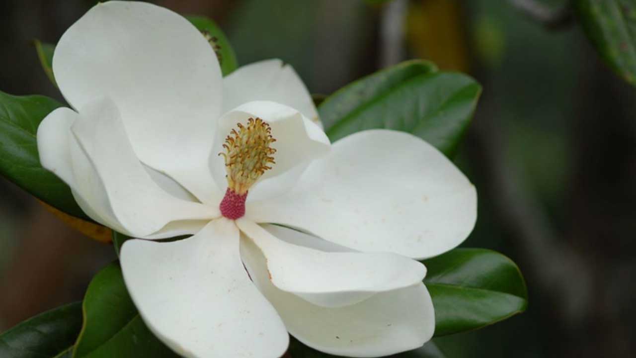 Magnolia o Flor del Emperador – Cambio Digital